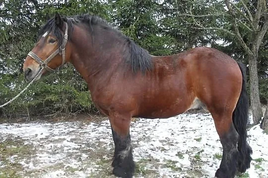 Ogiery Zimnokrwiste
