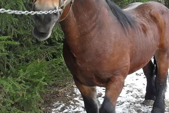 Ogiery Zimnokrwiste