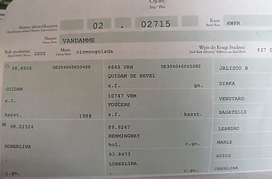 PANTONINA - koń doświadczony w C klasie, , Prusy