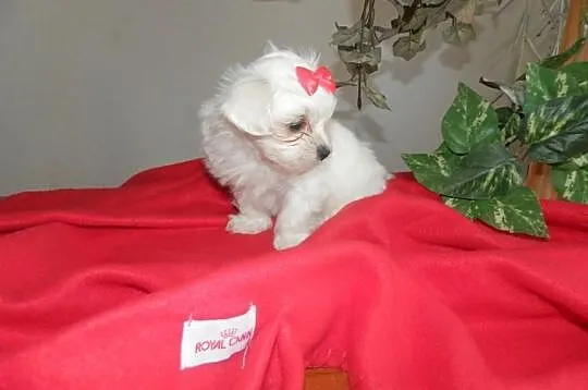 Mały maltańczyk