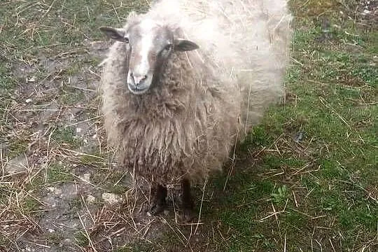 Sprzedam barana, Świętokrzyskie, Opatowiec