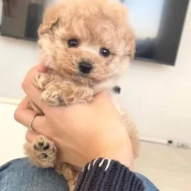 Piękne szczenięta rasy Red Cavapoo dostępne – zapraszamy do oglądania.