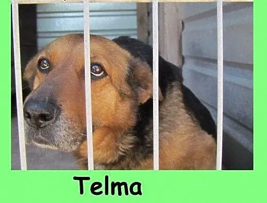 Telma - błaga o dom nim będzie za późno, śląskie