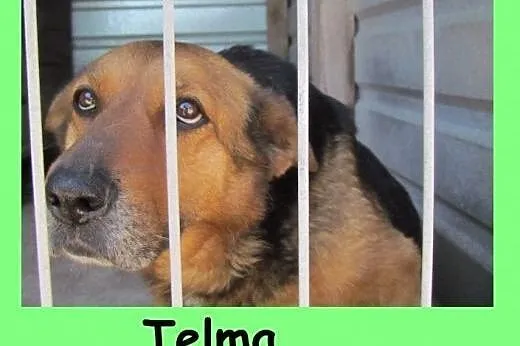 Telma - błaga o dom nim będzie za późno, śląskie Katowice