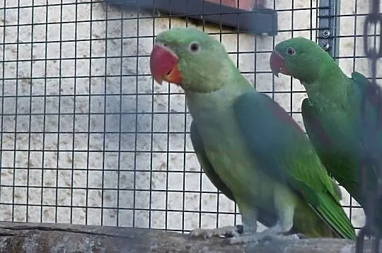 Papuga Aleksandretta Wielka Zielona Samiec Samica