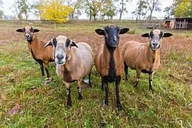 Oddam za darmo Owce Kamerunskie , Sosnowiec