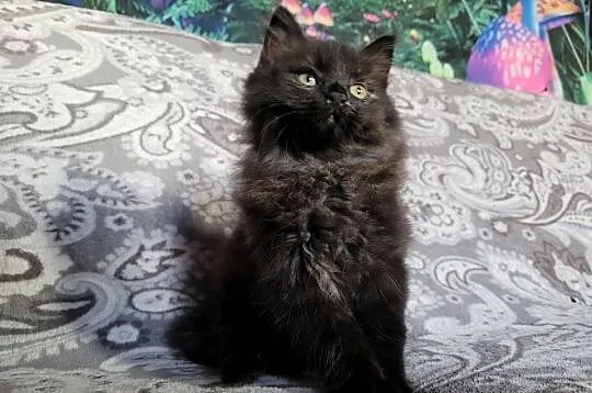 Maine Coon