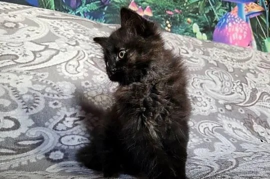 Maine Coon, Świętokrzyskie, Polesie Mikułowskie