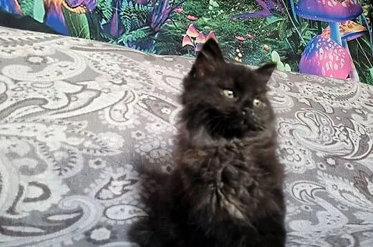 Maine Coon, Świętokrzyskie, Polesie Mikułowskie