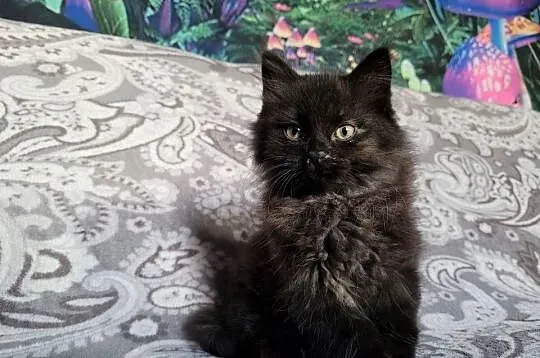 Maine Coon, Świętokrzyskie, Polesie Mikułowskie