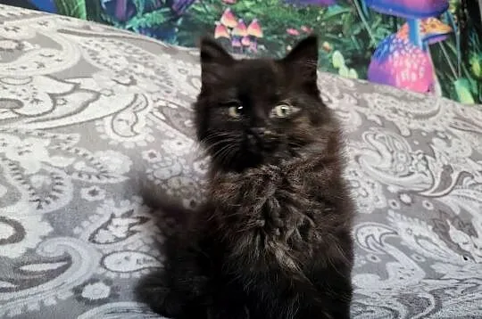 Maine Coon, Świętokrzyskie, Polesie Mikułowskie