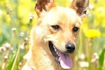Pasta młodziutka, malutka, kochana suczka ADOPCJA,