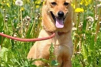 Pasta młodziutka, malutka, kochana suczka ADOPCJA,