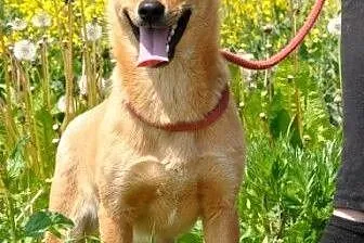Pasta młodziutka, malutka, kochana suczka ADOPCJA,
