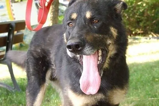 Przytul MORUSA, spełnij jego marzenie :),  mazowie