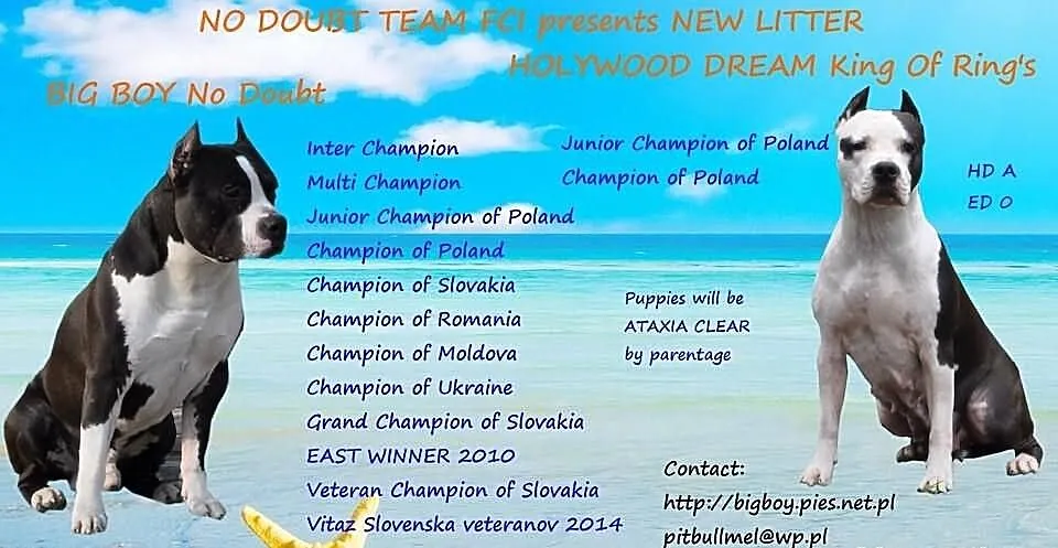 ZAPOWIEDŹ MIOTU Amstaff po INT.CH i Imporcie z Ser
