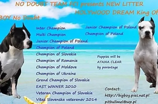 ZAPOWIEDŹ MIOTU Amstaff po INT.CH i Imporcie z Ser