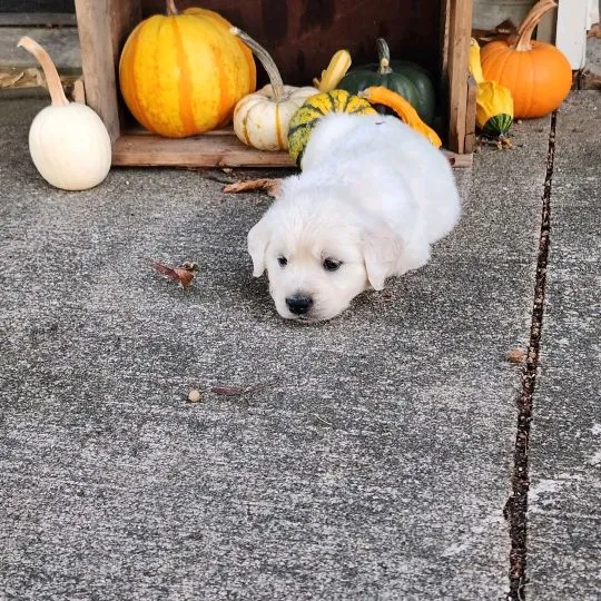 Most beautiful and outstanding golden Retriever puppies ready to make a new family awe, , Polanowo