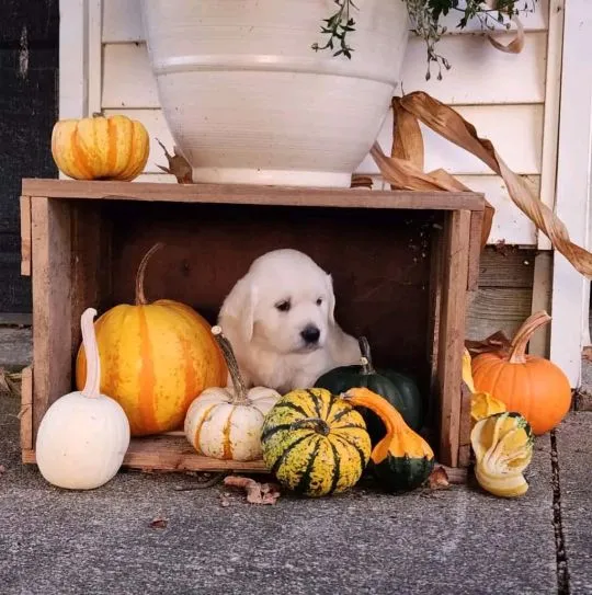 Most beautiful and outstanding golden Retriever puppies ready to make a new family awe, , Polanowo