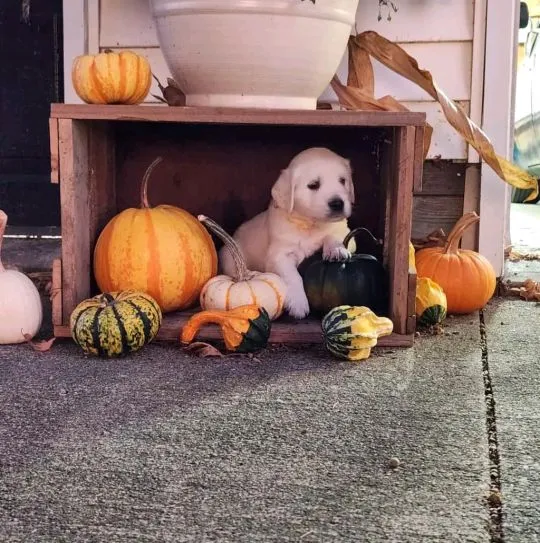 Most beautiful and outstanding golden Retriever puppies ready to make a new family awe, , Polanowo