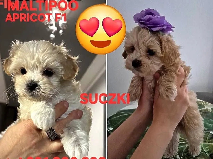 Maltipoo F1 suczki I chlopiec, Kujawsko-pomorskie, Inowrocław