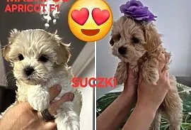 Maltipoo  F1 suczki I chlopiec