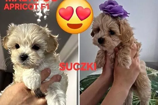 Maltipoo  F1 suczki I chlopiec, Kujawsko-pomorskie, Inowrocław
