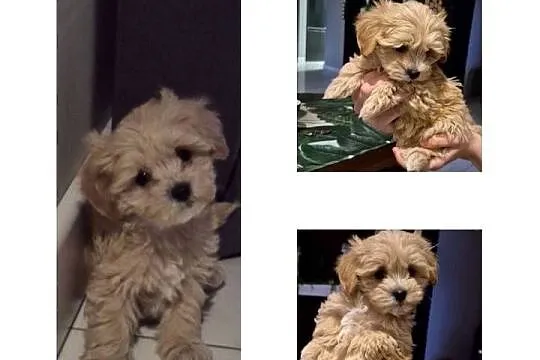 Maltipoo  F1 suczki I chlopiec, Kujawsko-pomorskie, Inowrocław