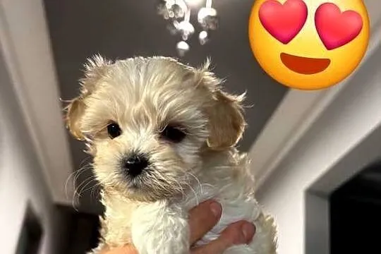 Maltipoo  F1 suczki I chlopiec, Kujawsko-pomorskie, Inowrocław