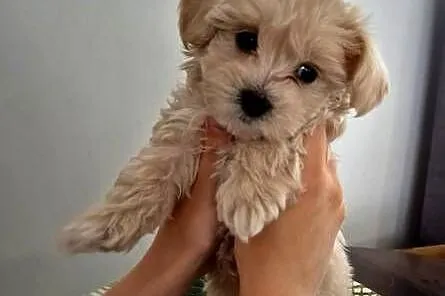 Maltipoo  F1 suczki I chlopiec, Kujawsko-pomorskie, Inowrocław