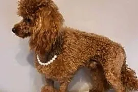 Pudel Toy red roczny piesek