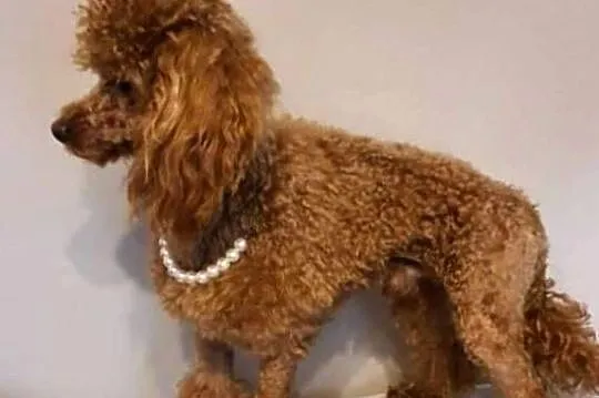 Pudel Toy red roczny piesek, Śląskie, Częstochowa