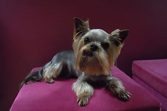 Yorkshire Terrier! Reproduktor z uprawnieniami!