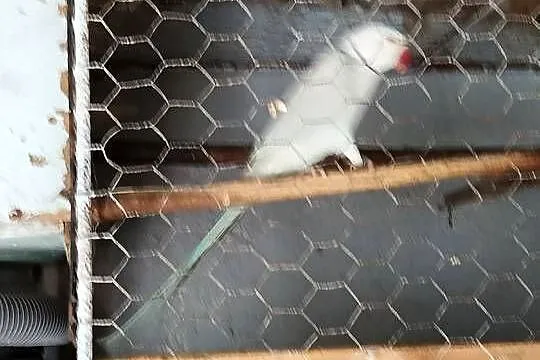 Sprzedam papugi rurzne faliste ninfy swiergoty rozele gołębie diamentowe, Kujawsko-pomorskie, Toruń
