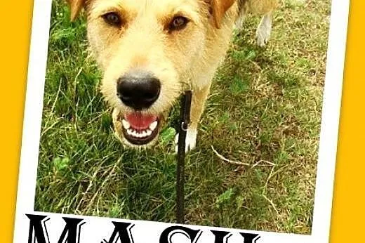 3 lata,terier mix,spokojny,łagodny pies MASH.Adopcja,  dolnośląskie Wrocław