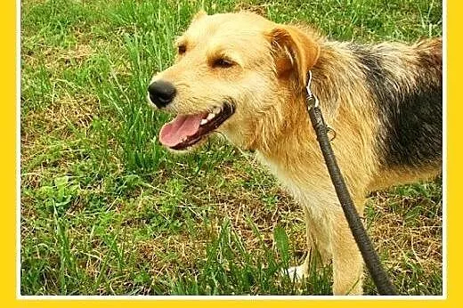 3 lata,terier mix,spokojny,łagodny pies MASH.Adopc