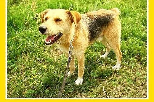3 lata,terier mix,spokojny,łagodny pies MASH.Adopc