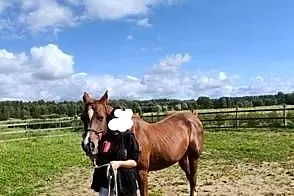 Sprzedam dwa konie arabskie, Zachodniopomorskie, Kamień Pomorski