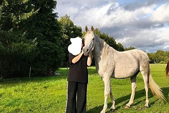 Sprzedam dwa konie arabskie, Zachodniopomorskie, Kamień Pomorski