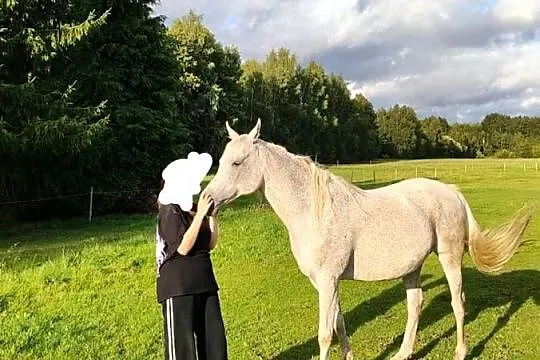Sprzedam dwa konie arabskie, Zachodniopomorskie, Kamień Pomorski