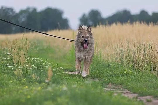Młody, radosny Kostek, kochający człowieka, wyjątkowy pies