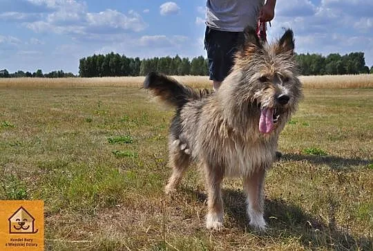 Młody, radosny Kostek, kochający człowieka, wyjątk