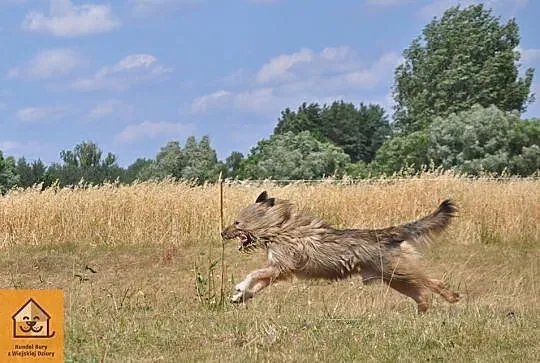 Młody, radosny Kostek, kochający człowieka, wyjątk