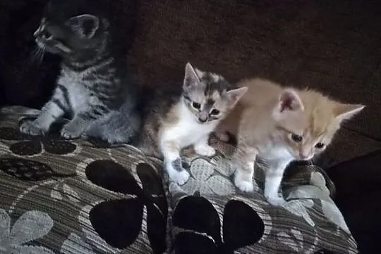 Koty Kocurek i kotki ! Cudowne Piękne Urocze cudow, Kolbuszowa