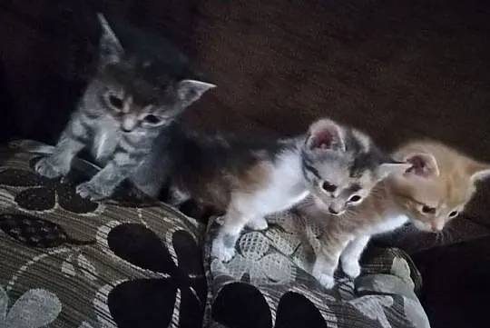 Koty Kocurek i kotki ! Cudowne Piękne Urocze cudow, Kolbuszowa