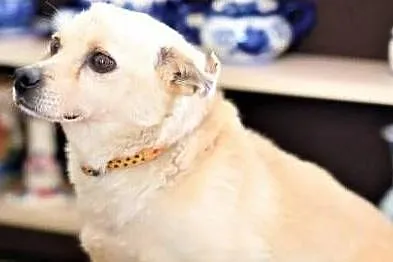 USZEK - kochany staruszek, pobity i zostawiony na pewną śmierć, do adopcji, Mazowieckie, Warszawa
