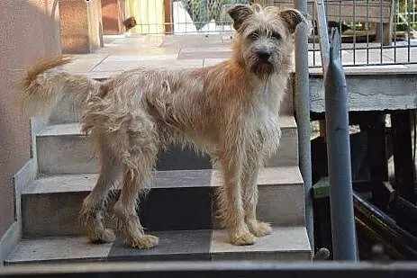 Pluto, cudny i wystraszony piesek tak bardzo prosi