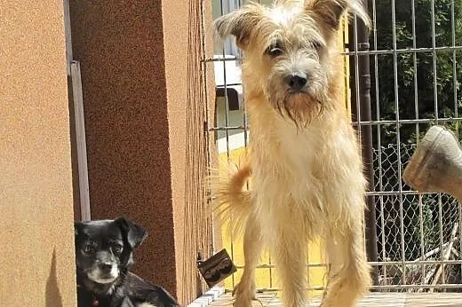 Pluto, cudny i wystraszony piesek tak bardzo prosi