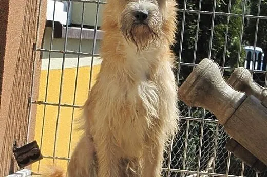 Pluto, cudny i wystraszony piesek tak bardzo prosi