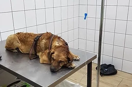 Cegiełka: w piekle już byłam.. teraz chcę żyć! adopcja!, Śląskie, Rybnik